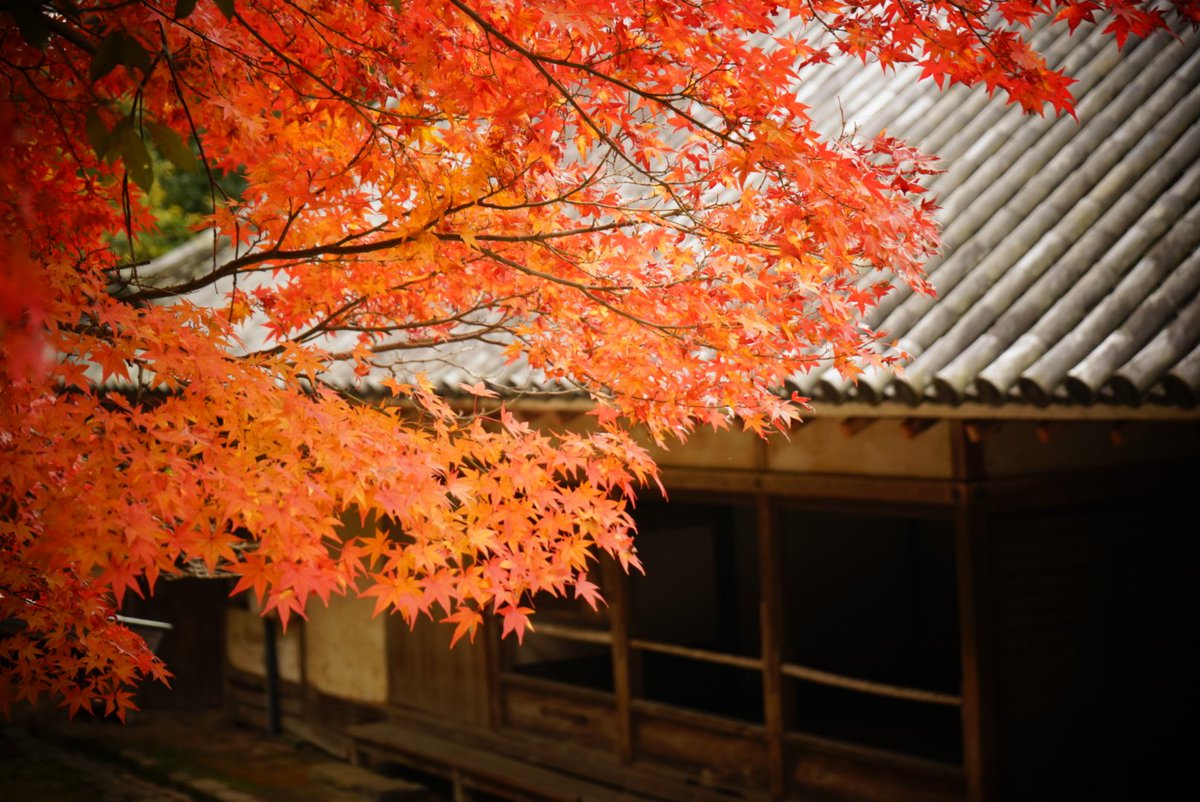 O1Dcfs's tweet photo. 紅葉撮影＠奈良公園

#カメラ好きな人と繋がりたい #α7　#奈良公園　#紅葉2017 https://t.co/FYmmfwK6Dh