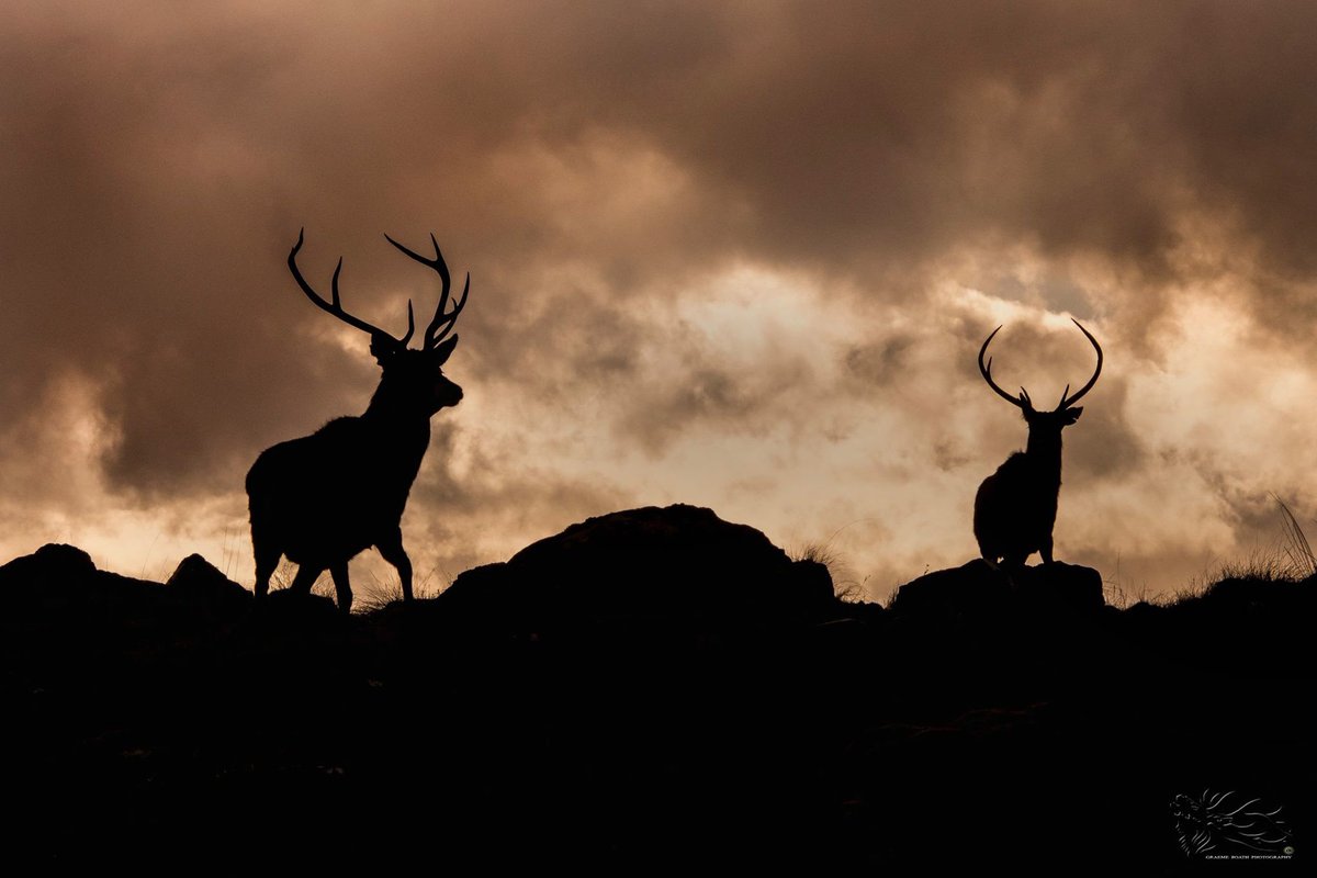 GraemeBoath1's tweet photo. 10% OFF All orders until end Nov. https://t.co/li8i514CR1 #christmas #gift #prints #calendars #scotland #offer #wildlife #cards #photograph https://t.co/3TmxQ1gBgA