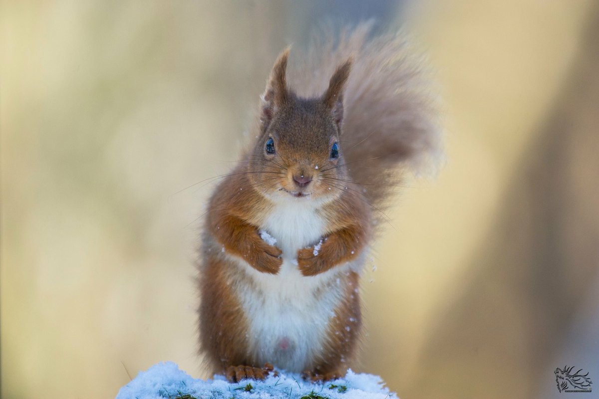 GraemeBoath1's tweet photo. 10% OFF All orders until end Nov. https://t.co/li8i514CR1 #christmas #gift #prints #calendars #scotland #offer #wildlife #cards #photograph https://t.co/3TmxQ1gBgA