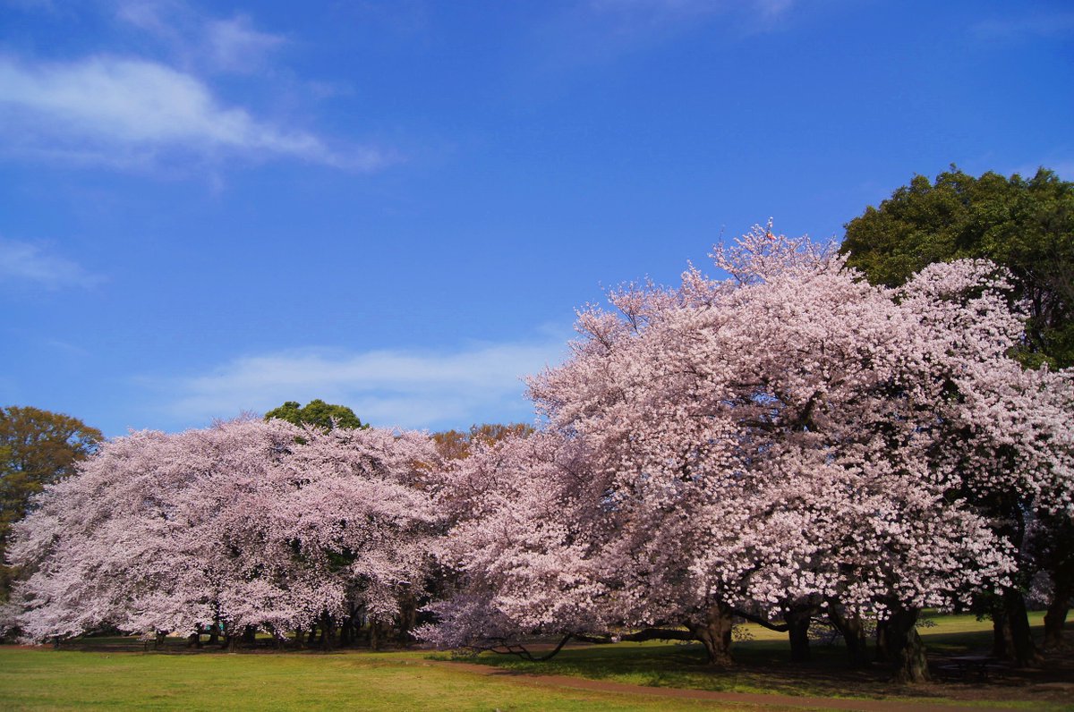 世田谷といえば Na Twitteru 世田谷ギャラリー 世田谷区砧公園 砧公園 16年4月6日撮影 世田谷を代表する桜の名所の一つです 芝生に寝っ転がりながらのお花見は超最高ですっ 世田谷 世田谷区 Setagaya 砧公園 桜 桜の名所 世田谷ギャラリー