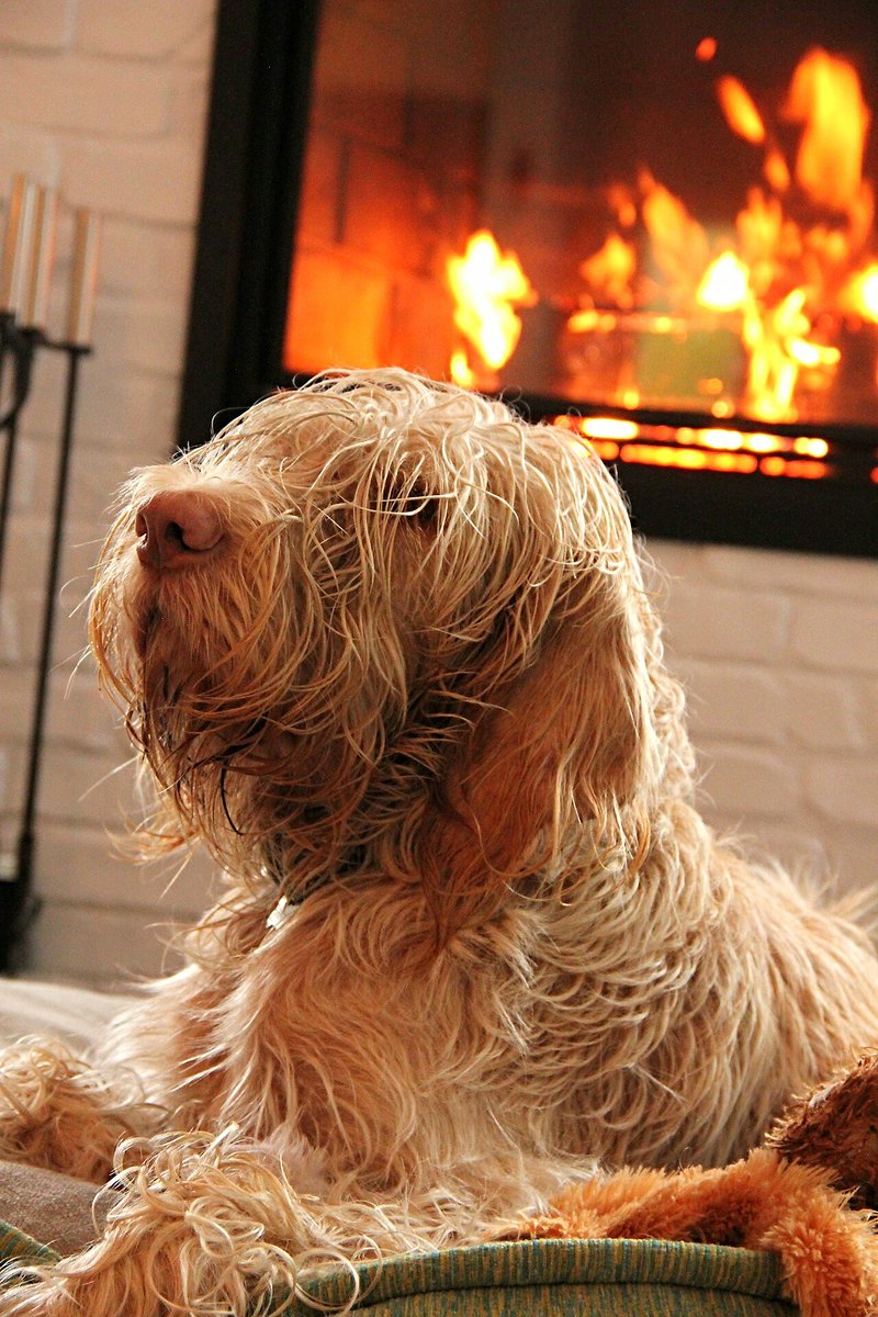 Sitting in front of the fur dryer!
#firesidefun #cozyfireplace