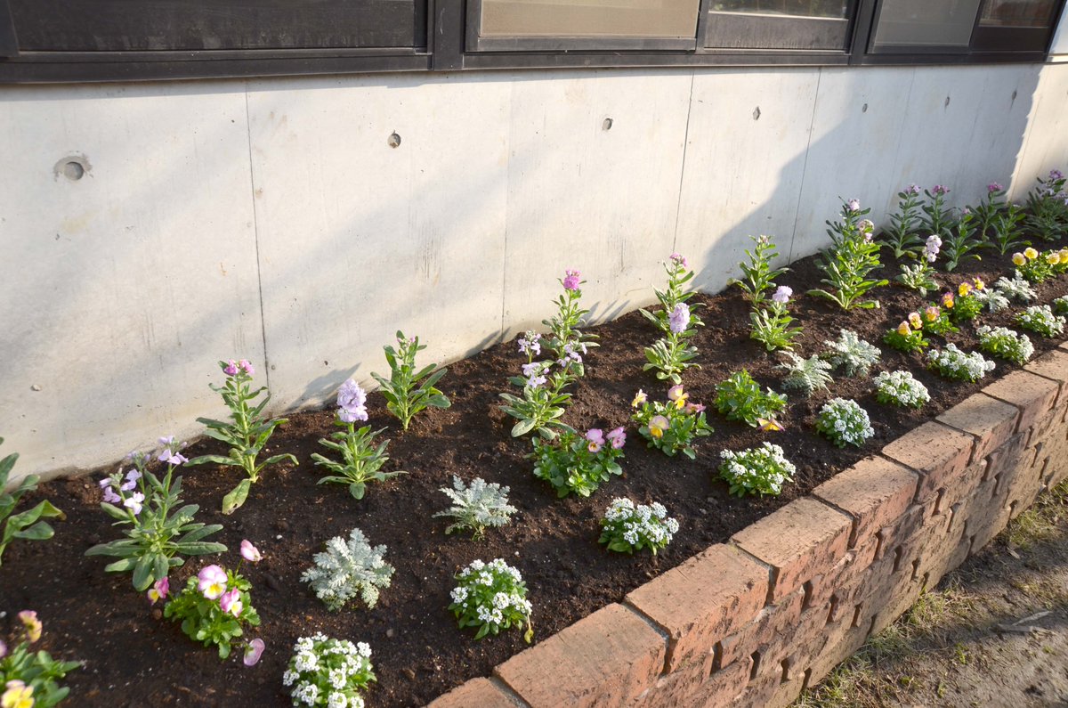 日本ガーデンデザイン専門学校 Pa Twitter 校舎の花壇に新しいお花が植えてありました 葉牡丹が半円状に植えてあり とてもかわいらしいです