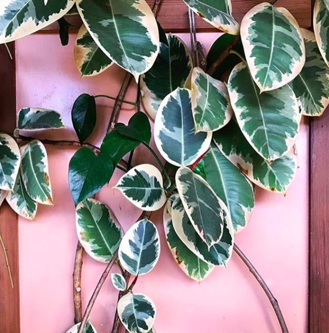 MoreCompany's tweet photo. At MORE, we like to keep it simple, and let nature work her wonders. We love the beauty and simplicity captured in the multi-colored leaves and pink-hued wall by one of our fave muses @teamwoodnote Today, take some time to notice the nature around you. 💗 https://t.co/E8gzqJlRwz