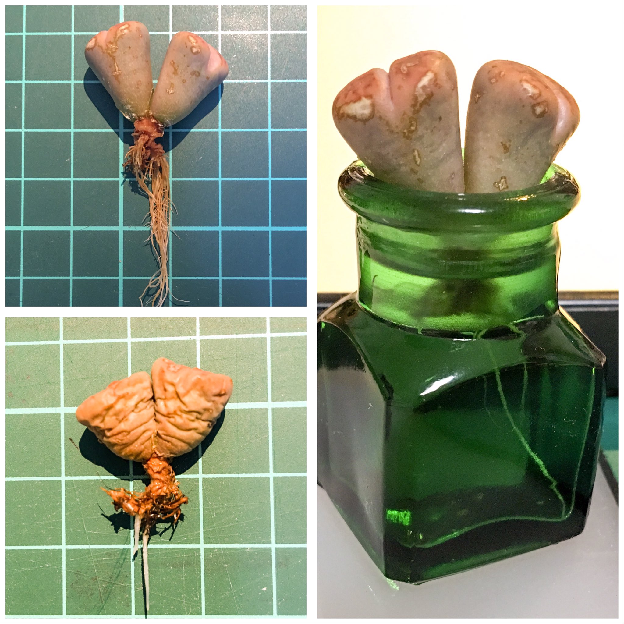 ちりまる 先日アップしたリトープスのティシェリー 実は左下のような状態で最初は根も出てなくてシワシワでだめ元で水耕栽培したら1日で根が出てきて 3週間くらいでこんなに根っこが出てきて本体も元気になった 根が出ないリトは水耕栽培オススメ ちりまる 先日アップしたリトープスのティシェリー 実は左下のような状態で最初は根も出てなくてシワシワでだめ元で水耕栽培したら1日で根が出てきて 3週間くらいでこんなに根っこが出てきて本体も元気になった 根が出ないリトは水耕栽培オススメ