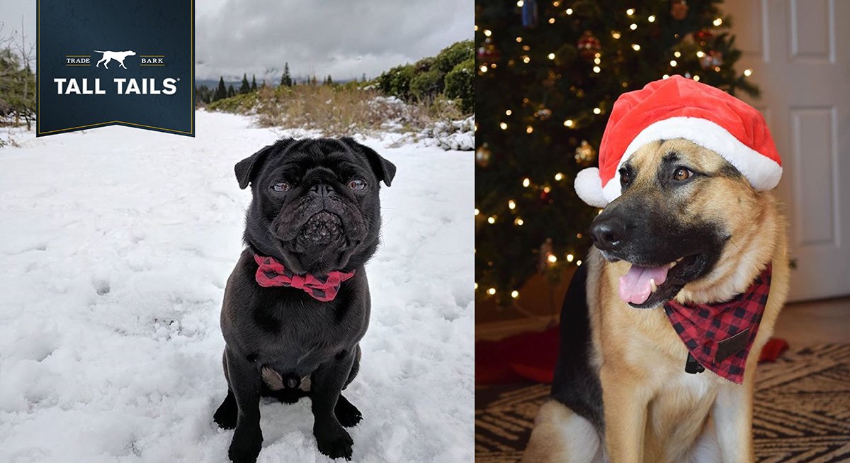 Make your dog the talk of the party by dressing him in our Holiday Bowtie Collar or Bandana. Both are perfect accessories for holiday celebrations! 

Buy now:  bit.ly/2hrMm7R