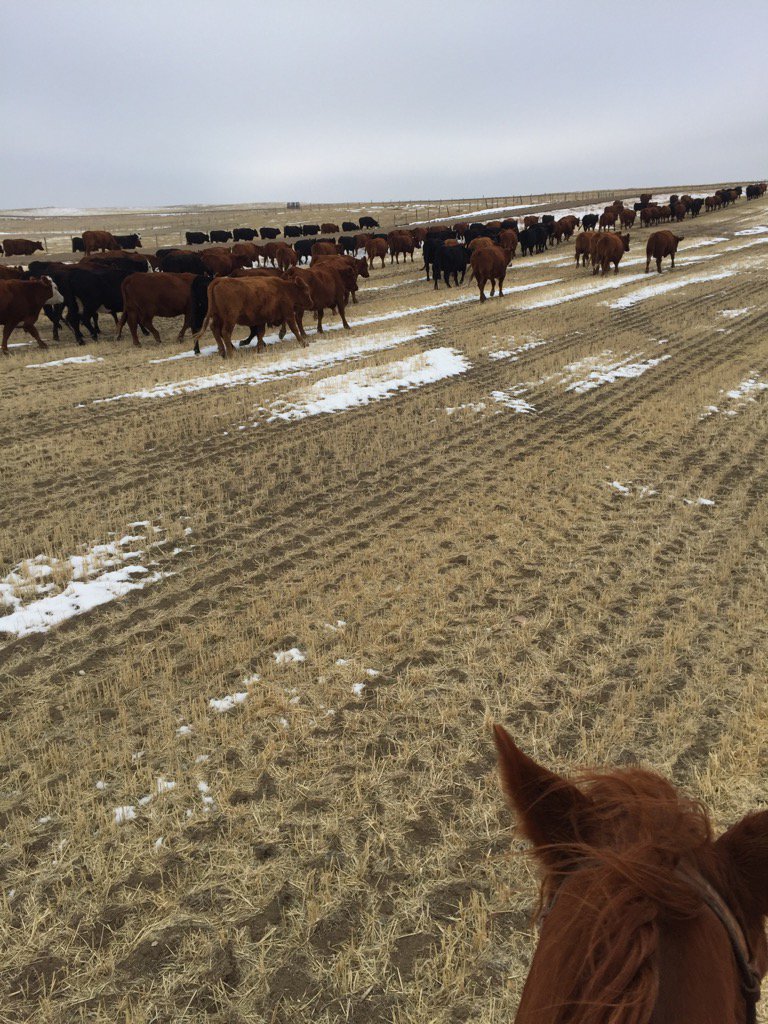 ClarkHughson's tweet photo. Cows coming home chilly couple days https://t.co/m91RF9YQyA