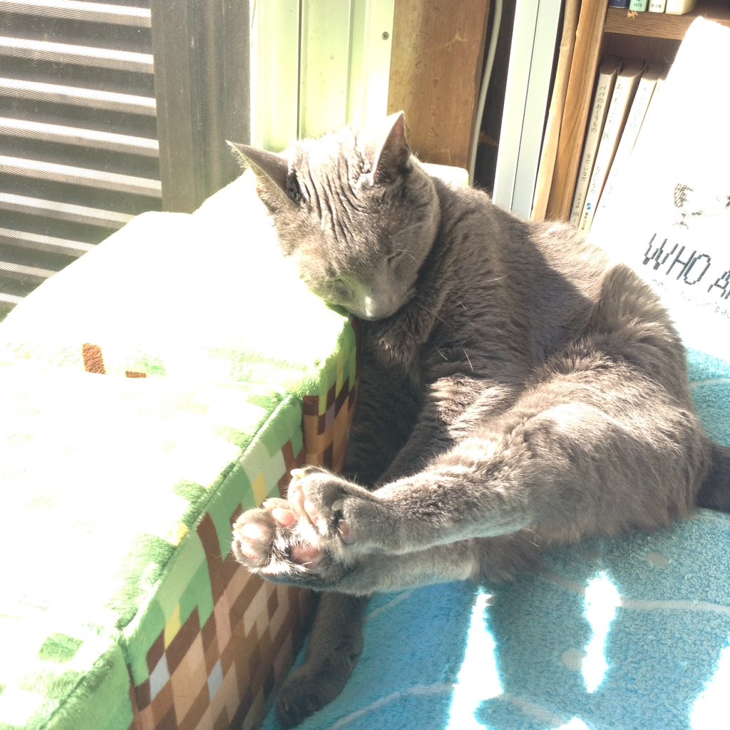 24hChillOutCats's tweet photo. Then he accepted it. #lol #sunpower #cat #SQFluid #SubcutaneousFluid #็ฎไธ็นๆปด #่
่็
็ซ #ๆ
ขๆง่
ไธๅ
จ็ซ #็ฒ็ถ่
บๆฉ่ฝไบข้ฒ็็ซ #Cat #OldCat #GeriatricCat #GeriatricPet
#RussianBlue
#CKD #CKDCats #CKDCat #ChronicKidneyDisease #Hyperthroidcat #Hyperthroidism #่็ซ็งๅฏ็ต็คพๅถๆฅฝ้จ https://t.co/erkf7npFGd