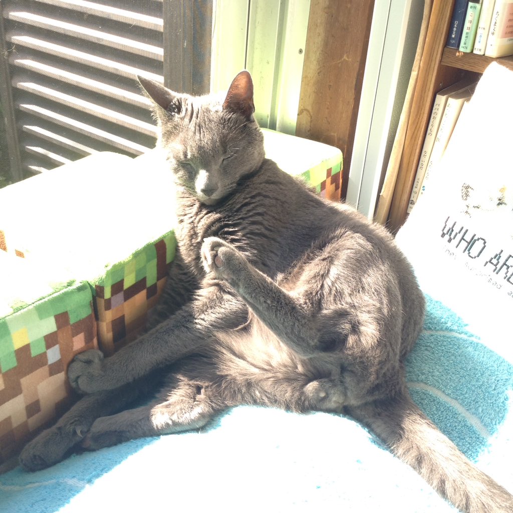 24hChillOutCats's tweet photo. Then he accepted it. #lol #sunpower #cat #SQFluid #SubcutaneousFluid #็ฎไธ็นๆปด #่
่็
็ซ #ๆ
ขๆง่
ไธๅ
จ็ซ #็ฒ็ถ่
บๆฉ่ฝไบข้ฒ็็ซ #Cat #OldCat #GeriatricCat #GeriatricPet
#RussianBlue
#CKD #CKDCats #CKDCat #ChronicKidneyDisease #Hyperthroidcat #Hyperthroidism #่็ซ็งๅฏ็ต็คพๅถๆฅฝ้จ https://t.co/erkf7npFGd