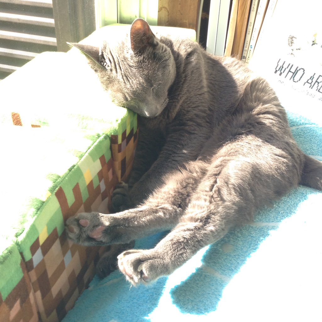24hChillOutCats's tweet photo. Then he accepted it. #lol #sunpower #cat #SQFluid #SubcutaneousFluid #็ฎไธ็นๆปด #่
่็
็ซ #ๆ
ขๆง่
ไธๅ
จ็ซ #็ฒ็ถ่
บๆฉ่ฝไบข้ฒ็็ซ #Cat #OldCat #GeriatricCat #GeriatricPet
#RussianBlue
#CKD #CKDCats #CKDCat #ChronicKidneyDisease #Hyperthroidcat #Hyperthroidism #่็ซ็งๅฏ็ต็คพๅถๆฅฝ้จ https://t.co/erkf7npFGd