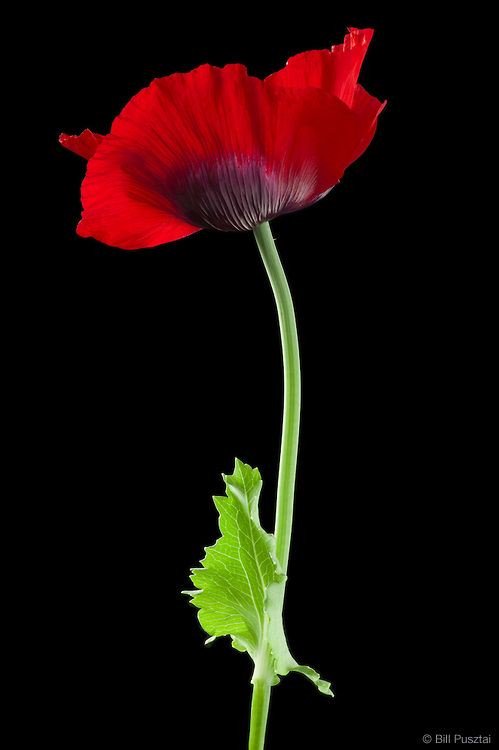 @worldpxs @129CJ #500px #flower #flowerphotography #photography #Poppy #love
🥀Red poppys