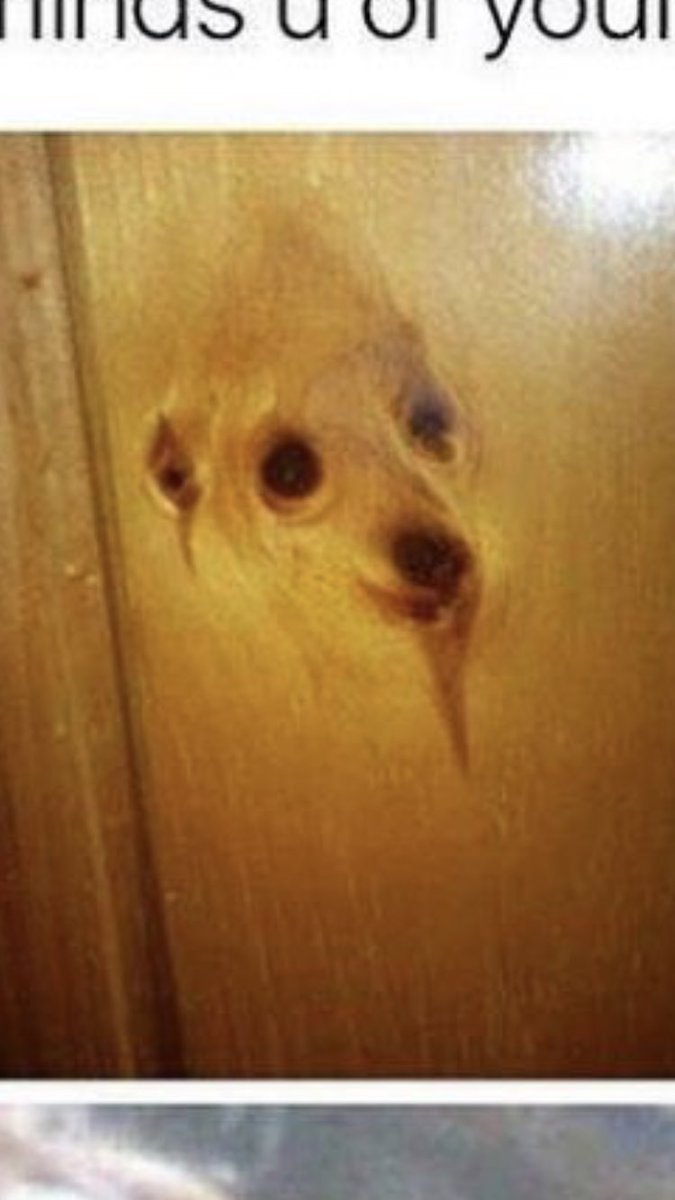 malloryrose96's tweet photo. Why do these wood knots on this door look EXACTLY LIKE KERMIT????? @JulienSolomita @Jenna_Marbles https://t.co/RcbeiBqM3e