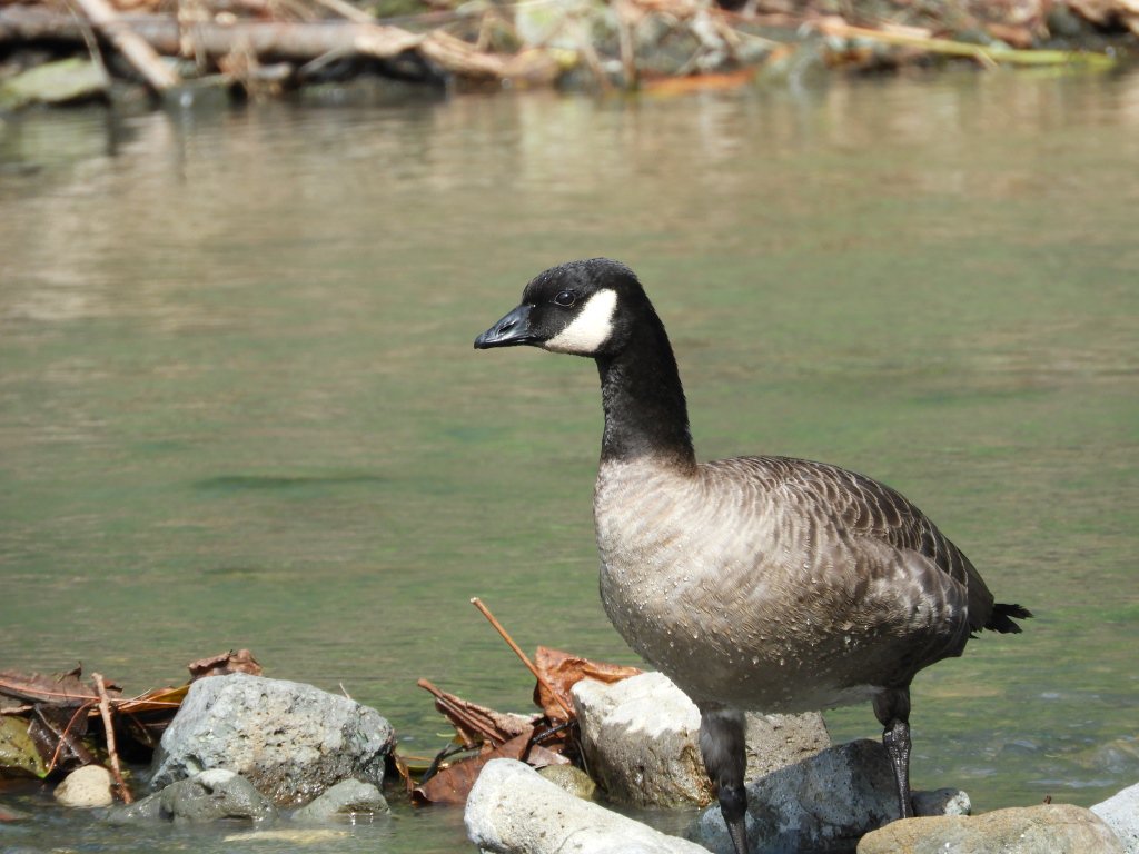 東京都小笠原支庁 自然情報 南袋沢の河口に見慣れない鳥を発見 詳しい人に聞いてみたら ヒメシジュウカラガン ではないかとの こと 島で見られるのは凄く珍しくて初確認という噂も ォオー ゚ロ゚屮 屮 疲れていたのか近づいても全然逃げない 長旅ご苦労 東京都小笠原支庁 自然情報 南袋沢の河口に見慣れない鳥を発見 詳しい人に聞いてみたら ヒメシジュウカラガン ではないかとの こと 島で見られるのは凄く珍しくて初確認という噂も ォオー ゚ロ゚屮 屮 疲れていたのか近づいても全然逃げない 長旅ご苦労