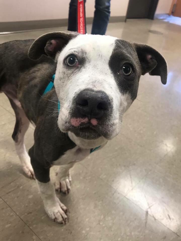 PetNet217's tweet photo. @anamariecox Here’s Louie! He’s a 6 Month old pittie with scoliosis. He’s a happy fella and is just trying to answer life’s biggest question: “Who’s a good boy?” #adorables also #adoptables https://t.co/iOhqazynLr