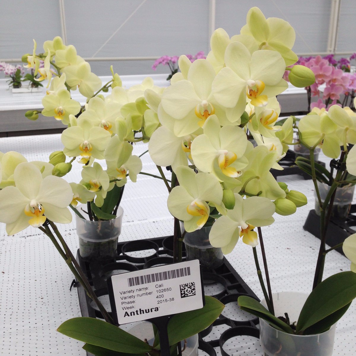 Conoce nuestras nuevas adquisiciones de #Phalaenopsis 🌺