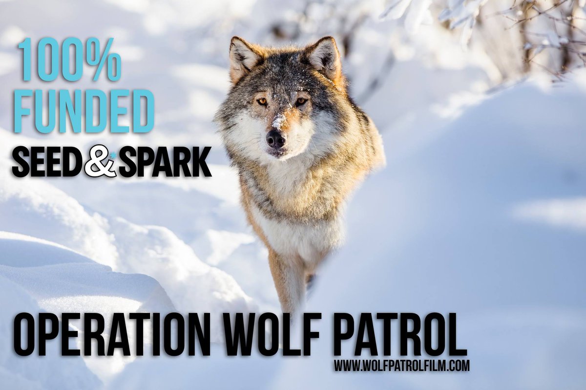 The Operation Wolf Patrol documentary is 100% funded! Thanks to all those who shared or contributed! You can pre-order the film here until the end of the day!
seedandspark.com/fund/wolfpatro…  <a href="/seedandspark/">Seed&Spark</a>