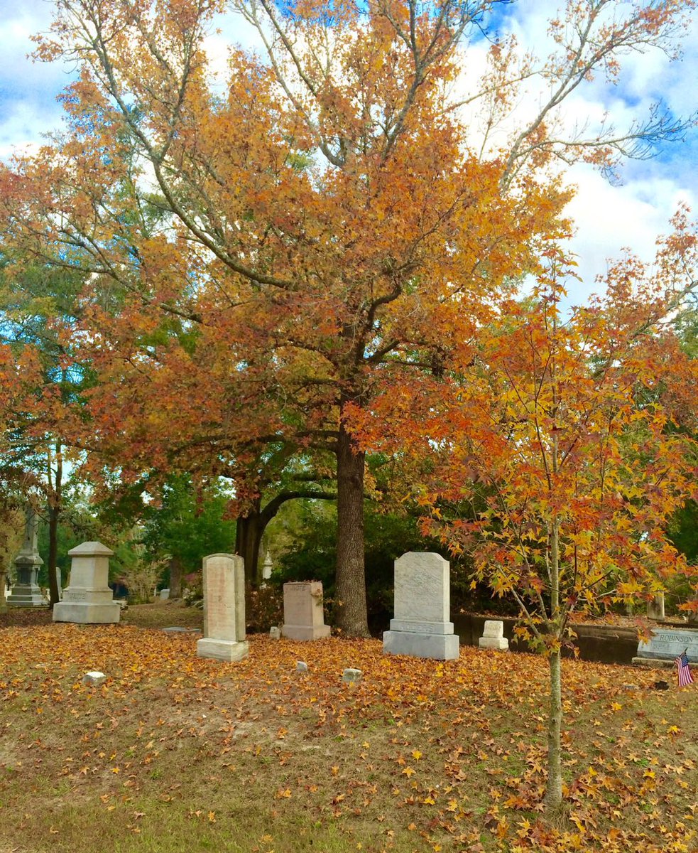 OakdaleCemetery's tweet photo. Here's a great picture of a sweet gum tree on this beautiful day here in NC. #OakdaleCemetery #ILM #NC #FallLeaves #HistoricWilmington #FallInNC #December1st #DowntownWilmington #sweetgumtree https://t.co/QcIAhidl4M