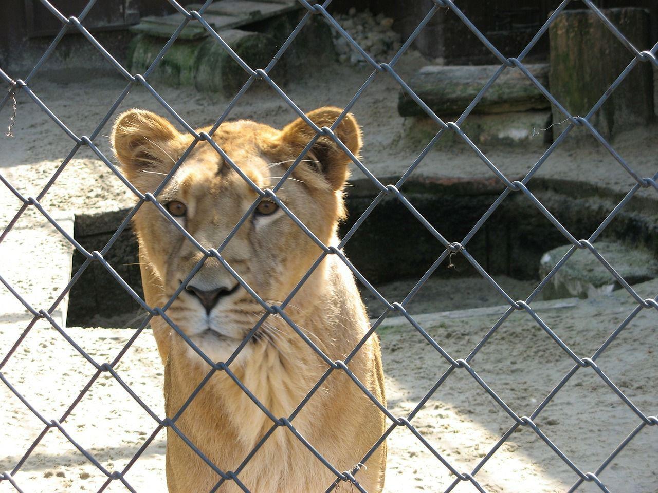 Faunawatch on Twitter: Faunawatch on Twitter: