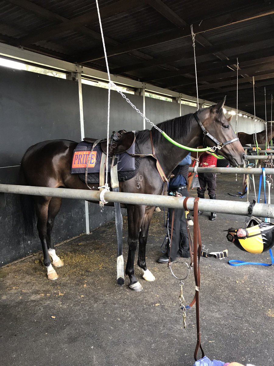 tricoloursR's tweet photo. Ticked heads to Kembla today for @PrideRacing and @Mitchwbell26 stepping up to the 1600m. Best of luck to all her owners. #gomavis β
https://t.co/Ex2Rx4wrrj