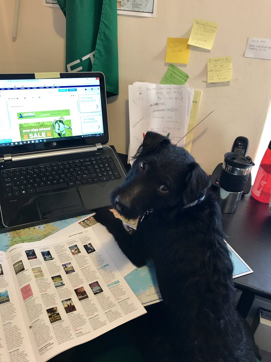 I'm so grateful I've had a helper today.... I've been inundated with admin! #helper #lakelandterrier #maplife
