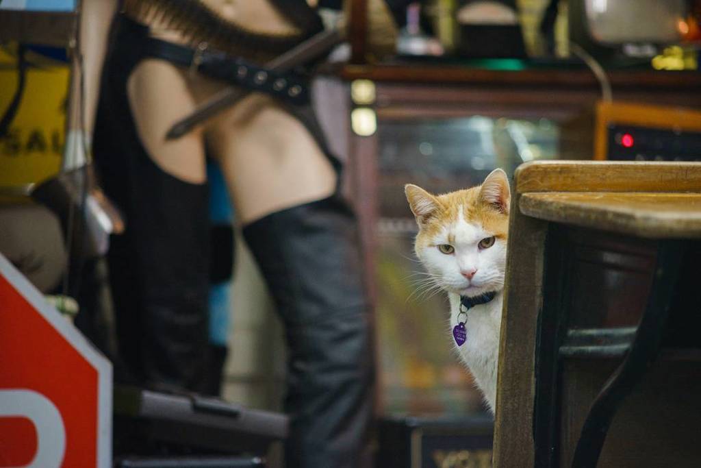 catmapper's tweet image. Tommy the cat was adopted 15 years ago (estimated age 17) and is a professional shop cat in a vintage store in Portland #catmapper ift.tt/2BA20Hg