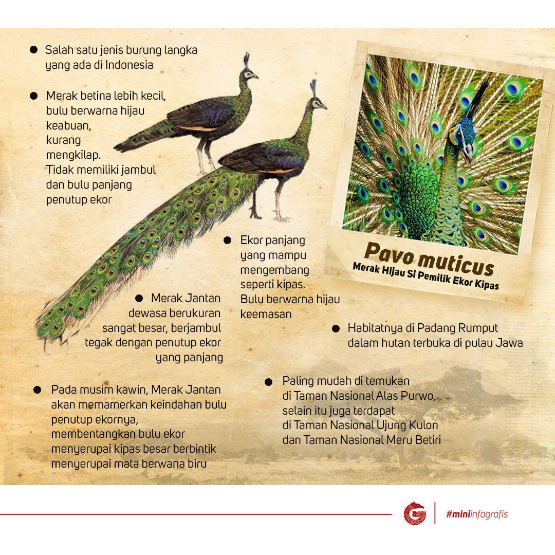 550+ Gambar Burung Merak Di Indonesia Terbaru