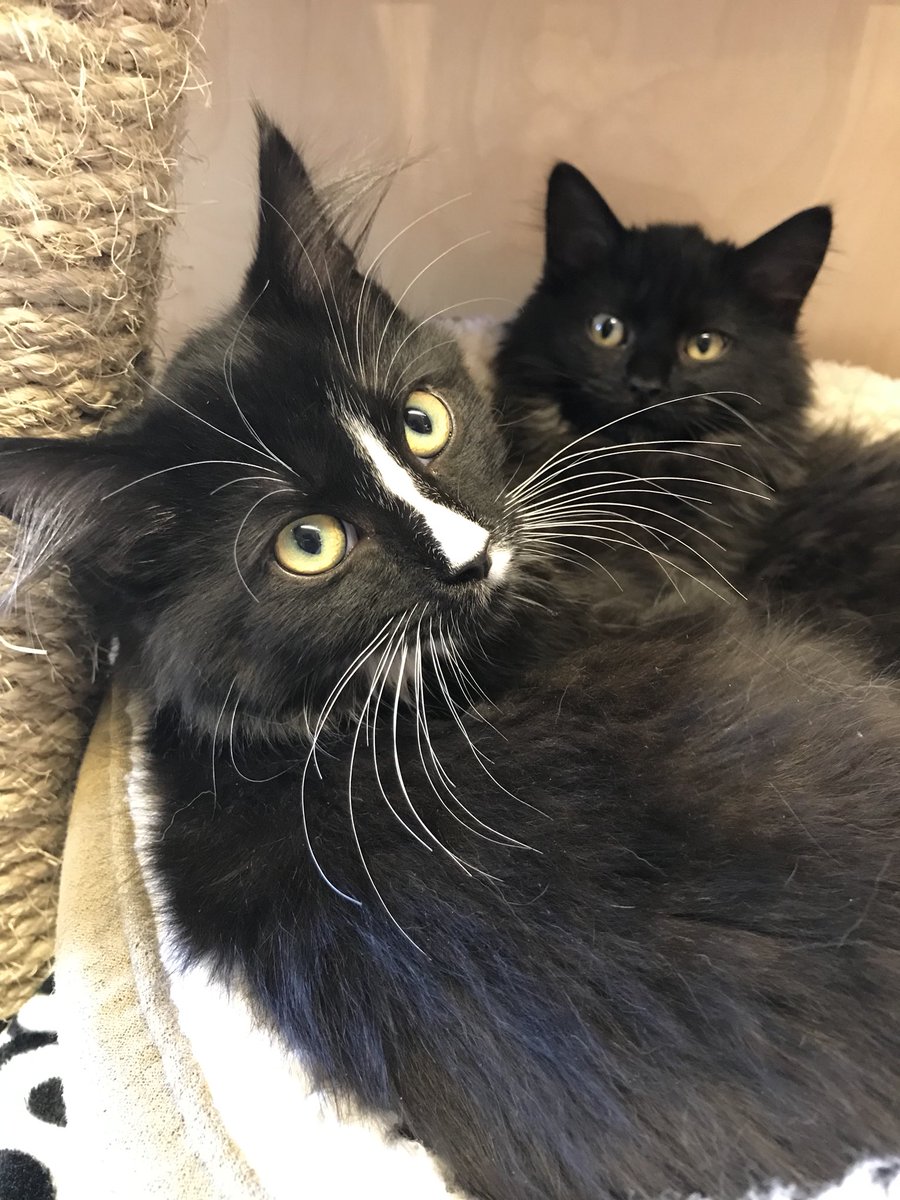 S_Lindsley's tweet photo. Just a typical day at work #kittens #adopt https://t.co/NnVbHCFKf8