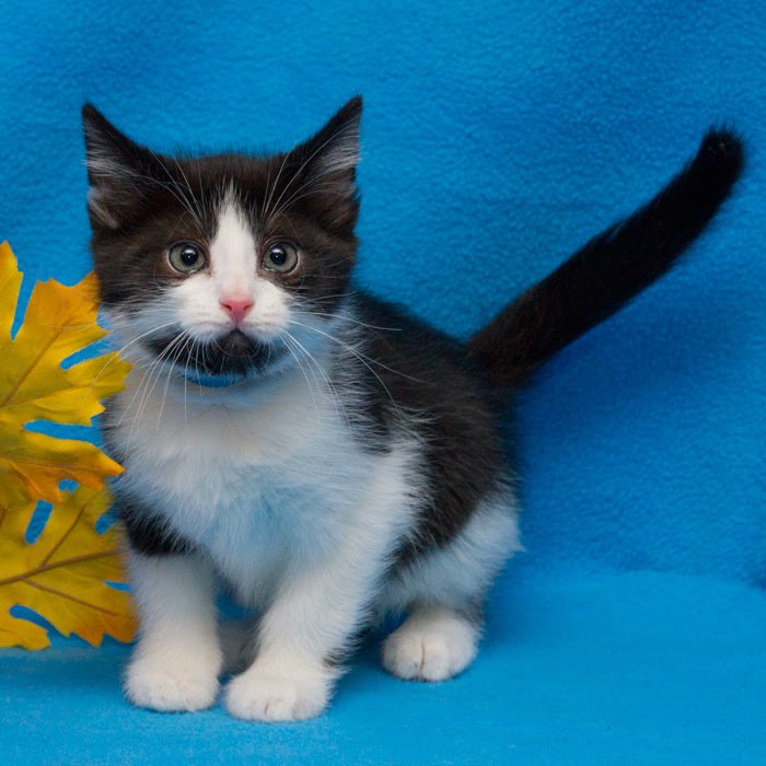 Michigan Humane on Twitter: Michigan Humane on Twitter: