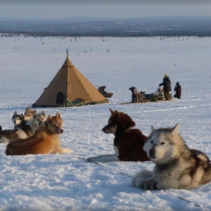 TentipiTents's tweet photo. Nordictipi at home on the tundra amongst the sled dogs.
#polardogs #sleddogs #tundra #winter #greatwideopen #friluftsliv #wintercamping #camping #nordictipi #Tentipitribe #Tentipi https://t.co/741SSjm26X https://t.co/iTwRbiPBSy