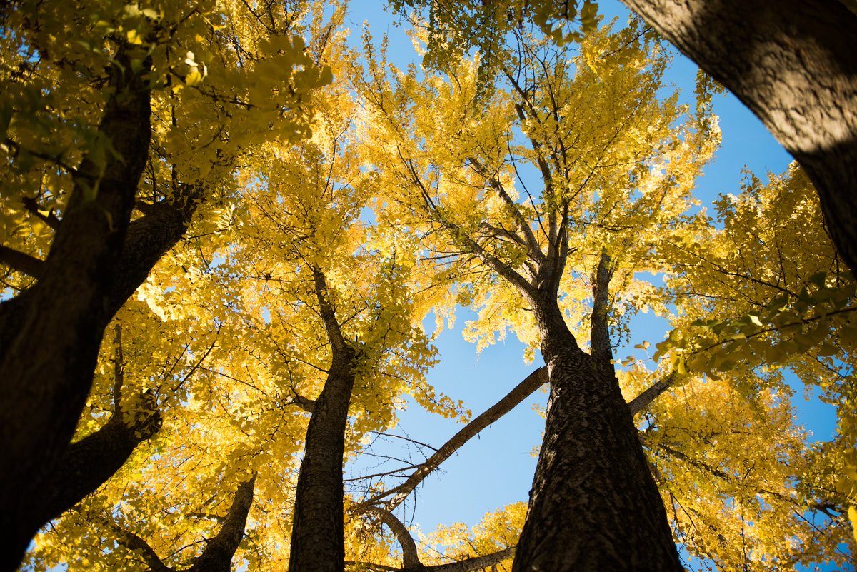 UTChattanooga's tweet photo. When green turns ππ½ to gold! #FallAtUTC π https://t.co/86HhG44Lg6