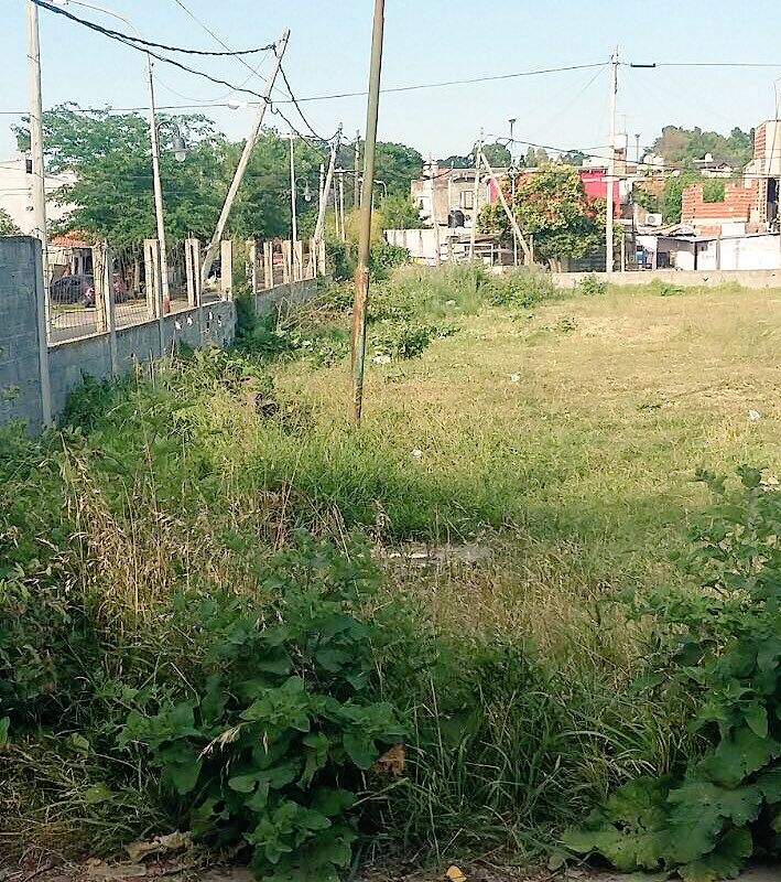 vivi_torcuato's tweet photo. APOYO A INSTITUCIONES | Limpieza y Corte de Pasto en Triunvirato y Alberdi #EEST4 #Aviación #Torcuato_Este @ZamoraJulio @jmpaesani https://t.co/AL43Q9xNkt