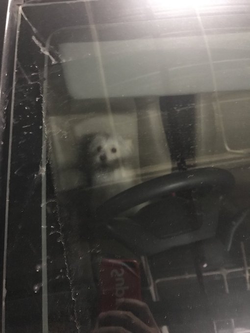 Anjing ditinggal di dalam mobil