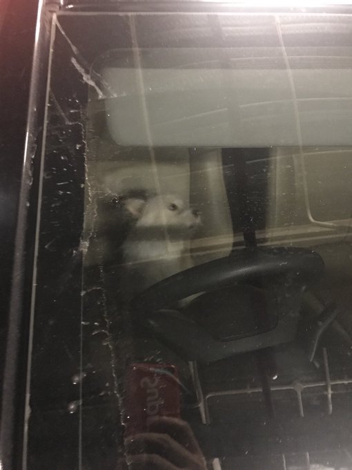 Anjing ditinggal di dalam mobil