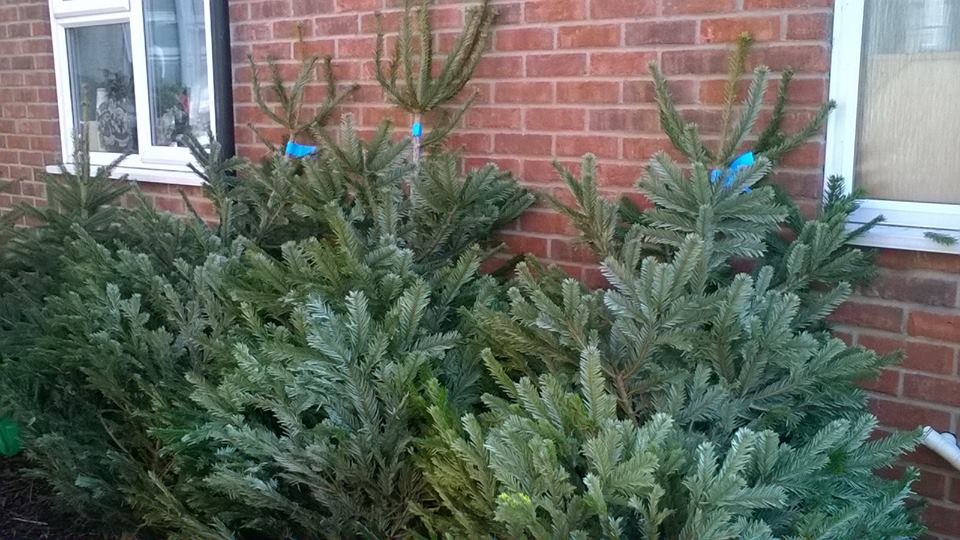 Our REAL fresh Nordmann fir Christmas trees are now in stock!!