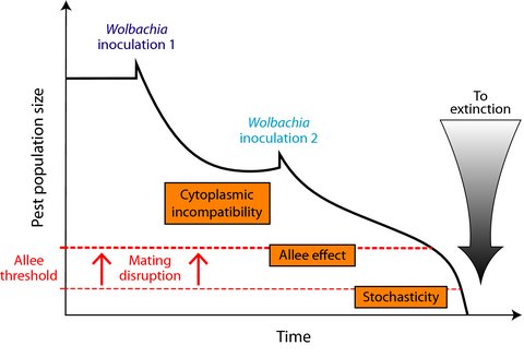 AnimalEcology's tweet photo. A cascade of destabilizations: Combining #Wolbachia and #AlleeEffects to eradicate insect pests by Julie C. Blackwood, Roger Vargas Jr., and Xavier Fauvergue https://t.co/0soBRrqgvs https://t.co/bgXDOEGeSJ