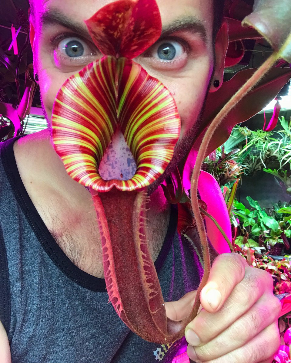 mr_plantgeek's tweet photo. The magic of the Nepenthes!
Here's 10 reasons to grow these fascinating insect chewers, with the enthusiast Domonick Gravine!
https://t.co/g08RADV6G3
#insecteaters #nepenthes https://t.co/a3n7arL0LJ