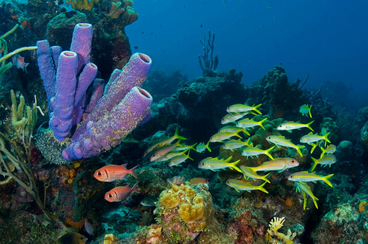 theoceanagency's tweet photo. One more month until we kick off #IYOR2018...Stay tuned..... @ICRI_Coral_Reef  @IYOR2018 https://t.co/LbP93JNJIX