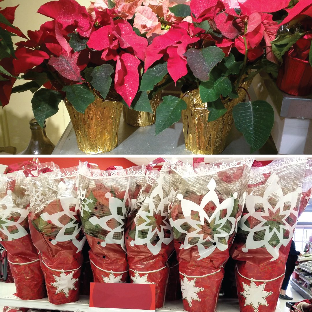 aroocompany's tweet photo. As the #holidays approach we are seeing more and more of our #packaging at various retailers. Our stock gold eCovers™ (top) and Holiday Beauty Petal Pouch™ Floral Gift Bags (bottom) #AROOintheWild #poinsettia #plantpackaging #packagingdesign #potcover #plantsoftwitter https://t.co/DRO3iMnEa3