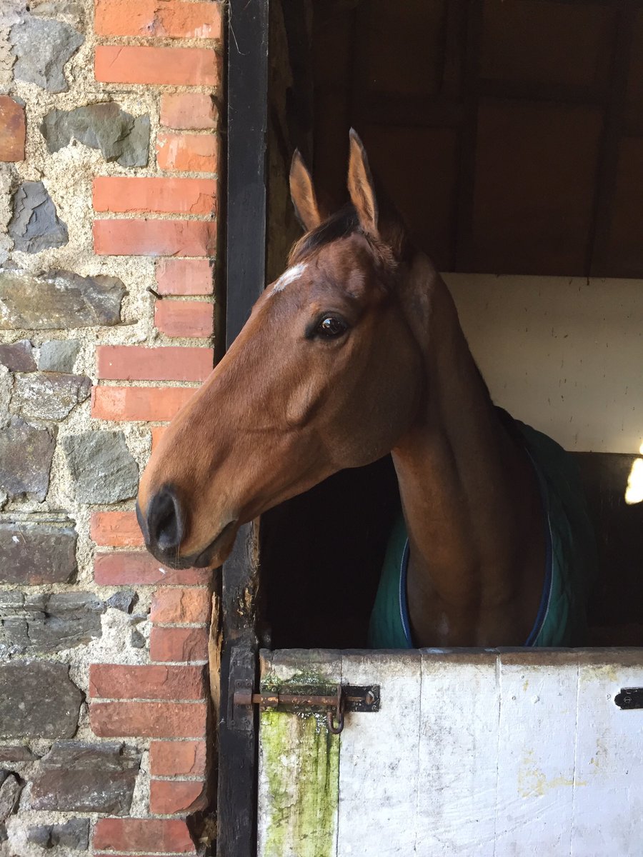 NManorracing's tweet photo. Our mate Goggles has just shown them how to do it at @NewburyRacing with @dickyjohnson77 , well done pal #Edvardo #BornToSize https://t.co/cXqtpPQIu3