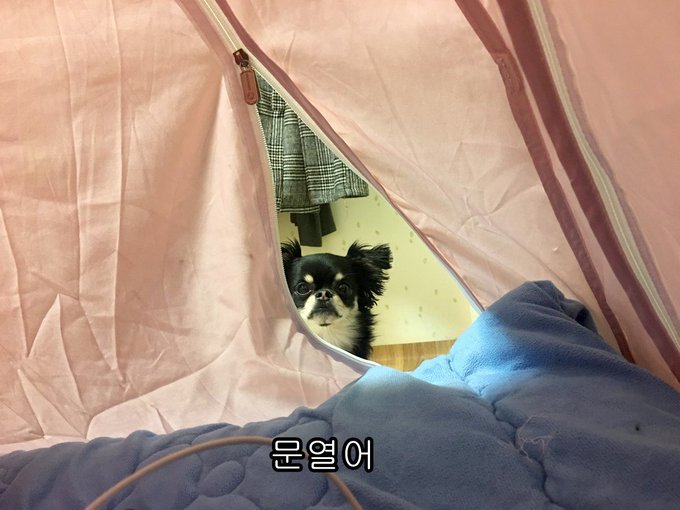 진짜멍 시즌2에 참여한 만화가 오늘 공개되었네요!
우리집 강쥐 보리와의 일상을 담은 
<왔다! 개 보리> 재밌게 봐주셨으면 좋겠습니다 >_<
https://t.co/H5vaoliVgG 