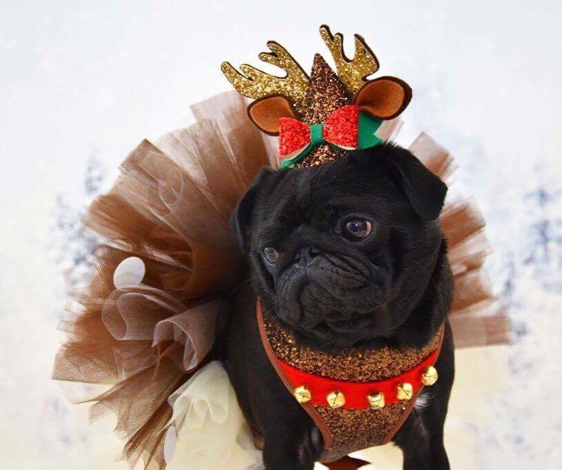 Poochusir's tweet photo. Happy 1st December everyone! Pearl definitely makes the most beautiful reindeer! ❤️🎄 https://t.co/DxFUyaUx2I