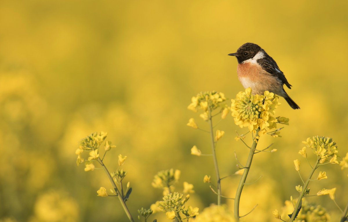 Andy_ICIS_Fertz's tweet photo. #DidYouKnow rapeseed is part of the cabbage family? As a brassicaceae, it's related to cabbage, broccoli, and cauliflower! Rapeseed is also one of the world's biggest consumers of #potash #PotashPicOfTheWeek https://t.co/riIIQk0oHm