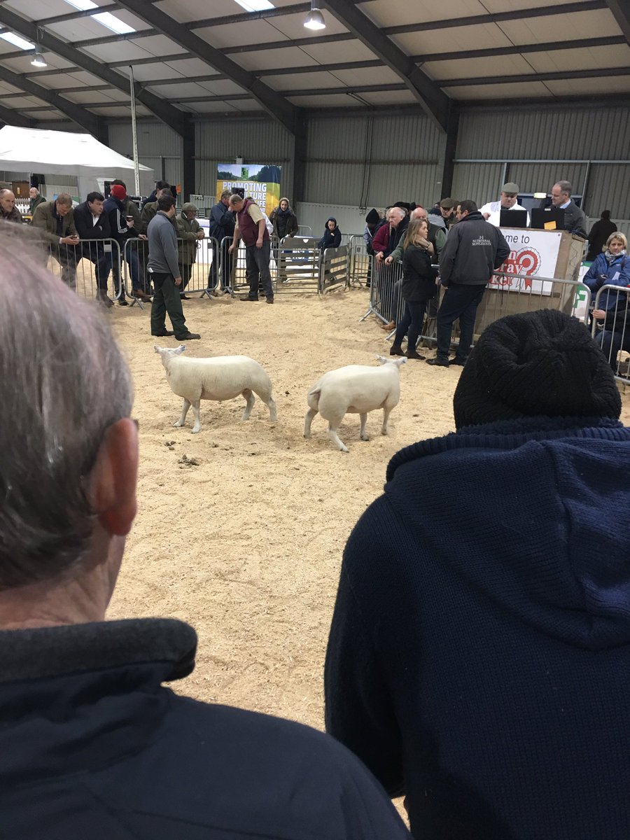 winterstockfest's tweet photo. A packed out ring for the start of the lamb auction #WSF17 https://t.co/sjNFXxDzB2