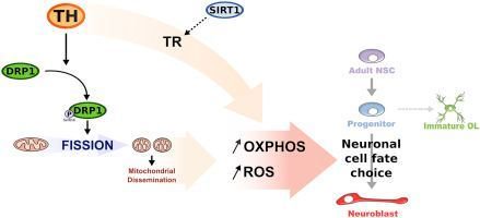 Thyroid hormone determines neural stem cell fate via mitochondrial metabolism. Read here: buff.ly/2AxQ5fu #THYRAGE #brain #thyroid