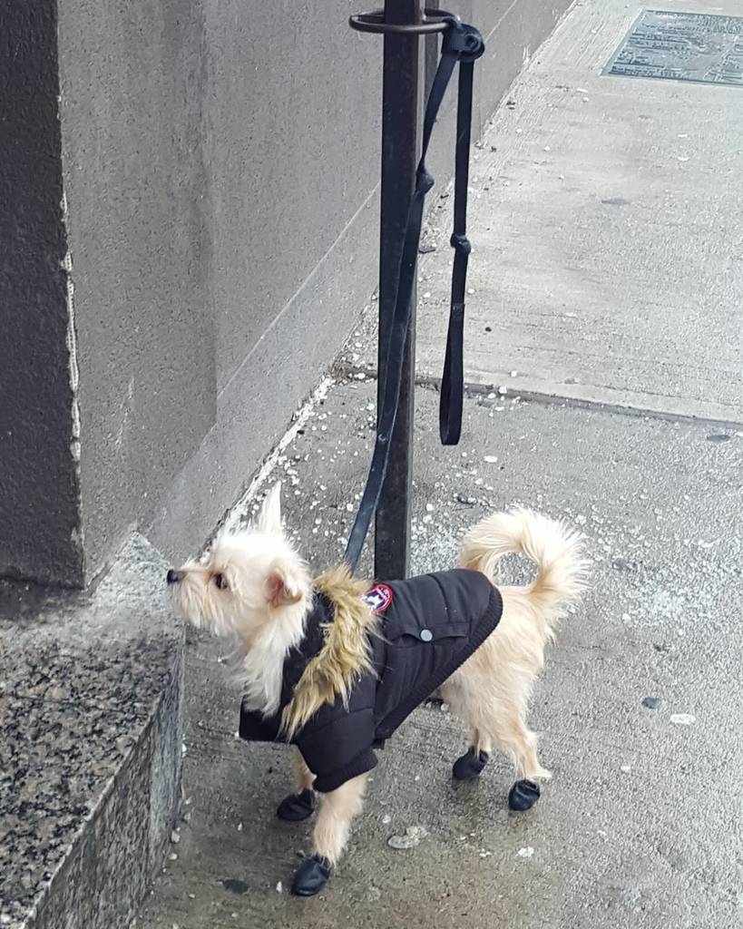 Dogs_Waiting's tweet photo. Gearing up for winter!
📷 @outloudkat 
#dogswaitingpatiently #dogsoftoronto #DWP #lildogs #dogs #dogswaiting #dogsofinstagram #petsofinstagram #petsoftoronto #breedlove #petlove #toronto #bestfriend #happydog #goodboy #guarddog #littledogs #smalldogs #fuzzbud #waitingdogs #sm… https://t.co/vX7RfweS0S