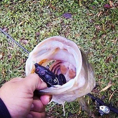 Lunkerhunt_fish's tweet photo. Chomp!!! #lunkerhunt #lunkerfrog #texastoad pattern #catchbigfish #bassfishing #largemouthbass ๐ธ and ๐ Julian Mungia @keepcastingfishing https://t.co/hNkW1q8hj2 https://t.co/DmXCvm7QWc