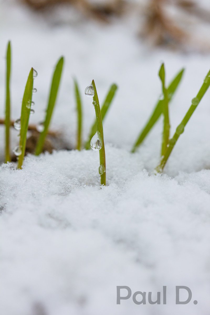 semaeSudEst's tweet photo. Des céréales #dromoise sous la neige! https://t.co/zt6pIIZ1Dj