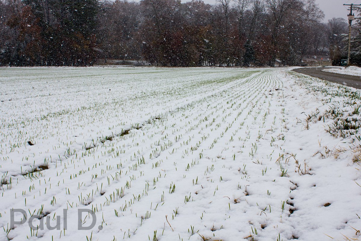 semaeSudEst's tweet photo. Des céréales #dromoise sous la neige! https://t.co/zt6pIIZ1Dj