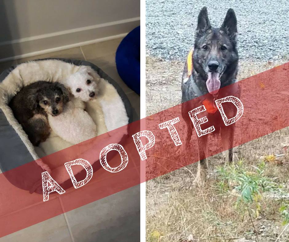 ADOPTED! We are happy to report that Molly &amp; Carley and Vida have found their furever homes! We wish these sweet ElderDogs and their families all the best! Thanks to everyone involved. ❤️ #ElderDog #AdoptDontShop