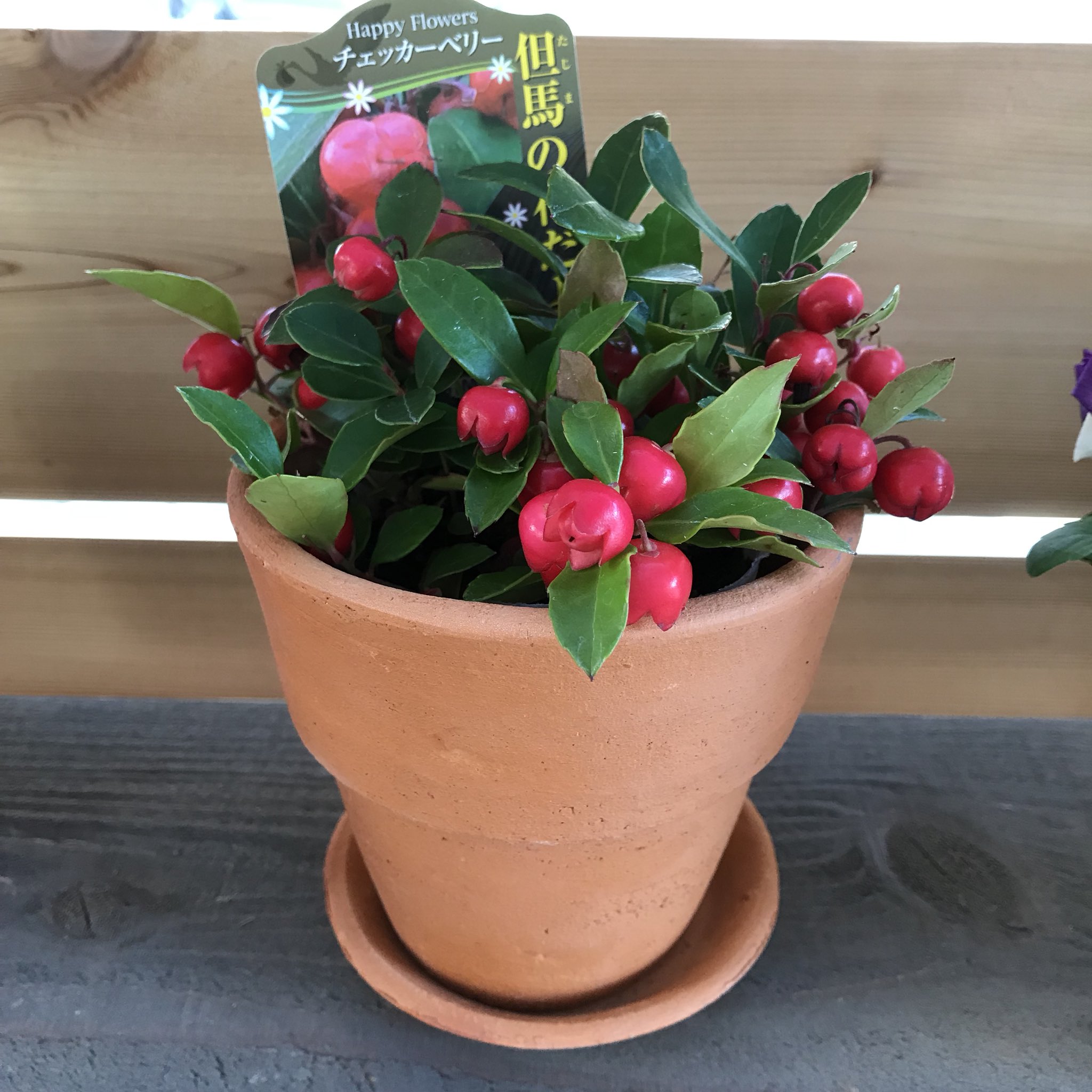 Home Plants Auf Twitter チェッカーベリー 草丈が低くこんもりと密に茂り 赤い大きな実がなります ビオラやアリッサムなどと 寄せ植えしても可愛いらしいですよ チェッカーベリー 寄せ植え 冬の実もの クリスマス お正月 神戸市 灘区 Home Amp Plants
