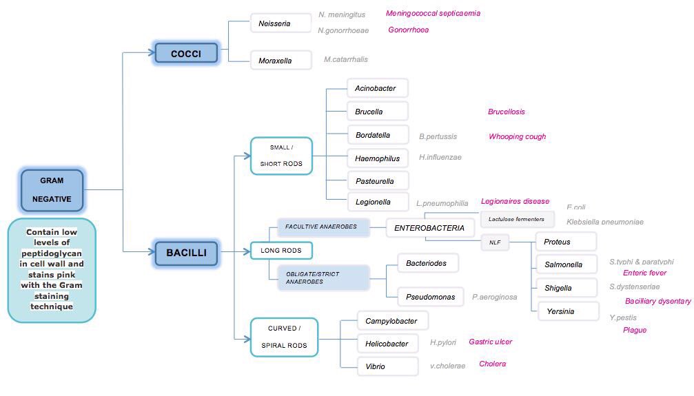 labthology's tweet image. Gram positive and gram negative bacteria 😍👌🏻